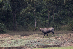 Boselaphus tragocamelus