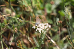 Satyrium acaciae