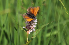Lycaena hippothoe