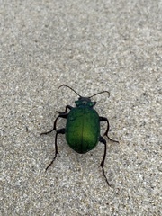 Calosoma schayeri