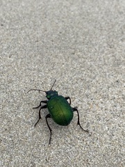 Calosoma schayeri