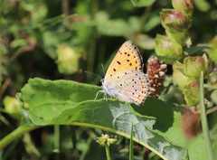Lycaena alciphron
