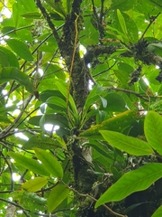 Beclardia macrostachya