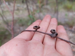 Eucalyptus ignorabilis