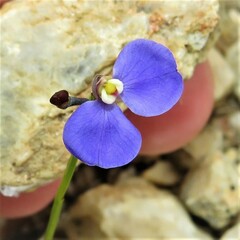 Comesperma sphaerocarpum