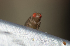 Drosophilidae