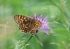 Melitaea celadussa