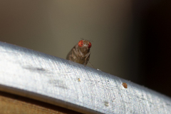 Drosophilidae