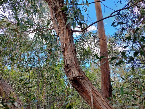 Eastern Scentbark (Eucalyptus ignorabilis)