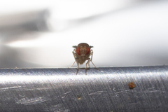 Drosophilidae