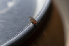 Drosophilidae