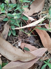 Spermacoce brachystema