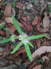 Spermacoce brachystema