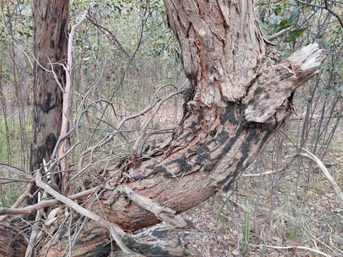 Image of Eucalyptus ignorabilis by (c) Nina Kerr, some rights reserved (CC BY)