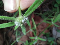 Spermacoce brachystema