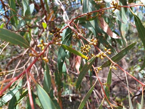 Image of Eucalyptus ignorabilis by (c) Nina Kerr, some rights reserved (CC BY)