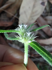 Spermacoce brachystema