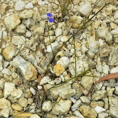Comesperma sphaerocarpum
