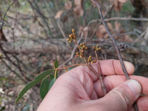 Image of Eucalyptus ignorabilis by (c) Nina Kerr, some rights reserved (CC BY)