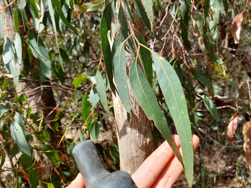 Image of Eucalyptus ignorabilis by (c) Nina Kerr, some rights reserved (CC BY)