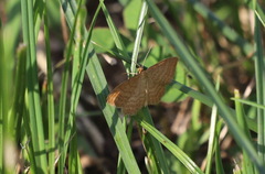 Idaea ochrata