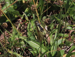 Libelloides coccajus