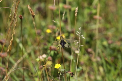 Libelloides longicornis