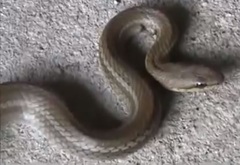 Mastigodryas boddaerti