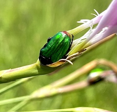 Leucocelis haemorrhoidalis