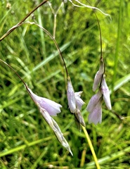 Dierama argyreum