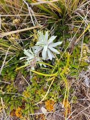 Celmisia angustifolia