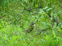 Pitangus sulphuratus