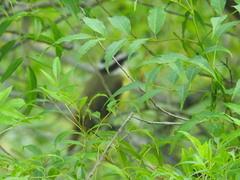 Pitangus sulphuratus