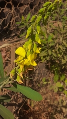 Crotalaria retusa