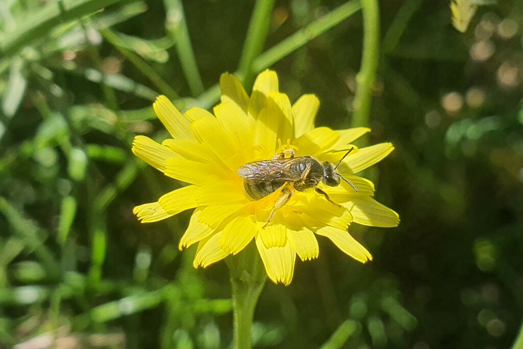 Chilalictus from Melbourne VIC, Australia on December 19, 2022 at 11:34 ...