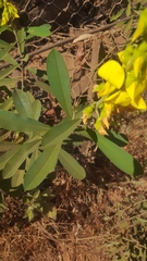 Crotalaria retusa