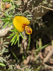 Pultenaea daltonii
