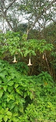 Brugmansia suaveolens