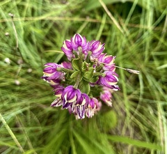 Brachycorythis ovata ovata