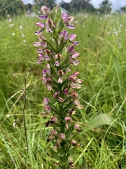 Brachycorythis ovata ovata