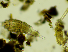 Rotaria sordida