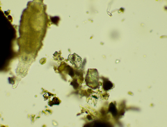 Rotaria sordida