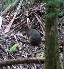 Thylogale billardierii