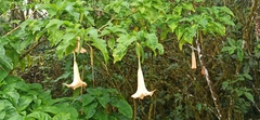 Brugmansia suaveolens