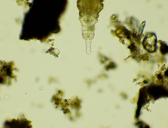 Rotaria sordida