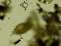 Rotaria sordida