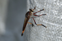 Colepia rufiventris