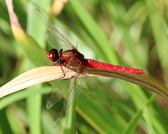 Rhodothemis lieftincki