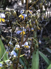 Dianella