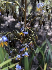 Dianella